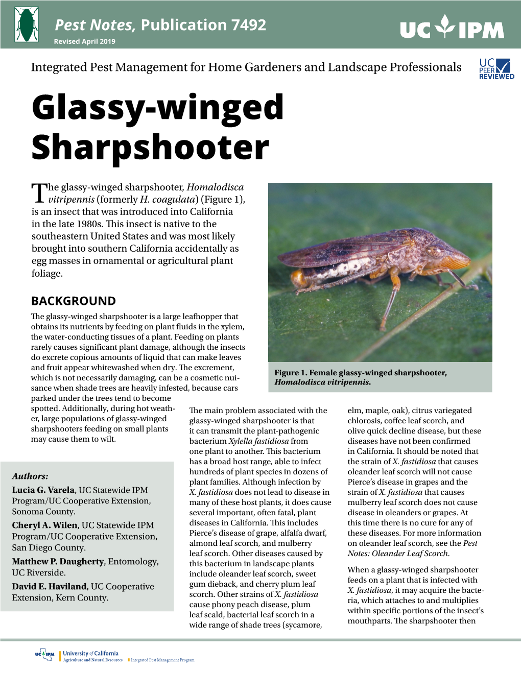 Glassy-Winged Sharpshooter