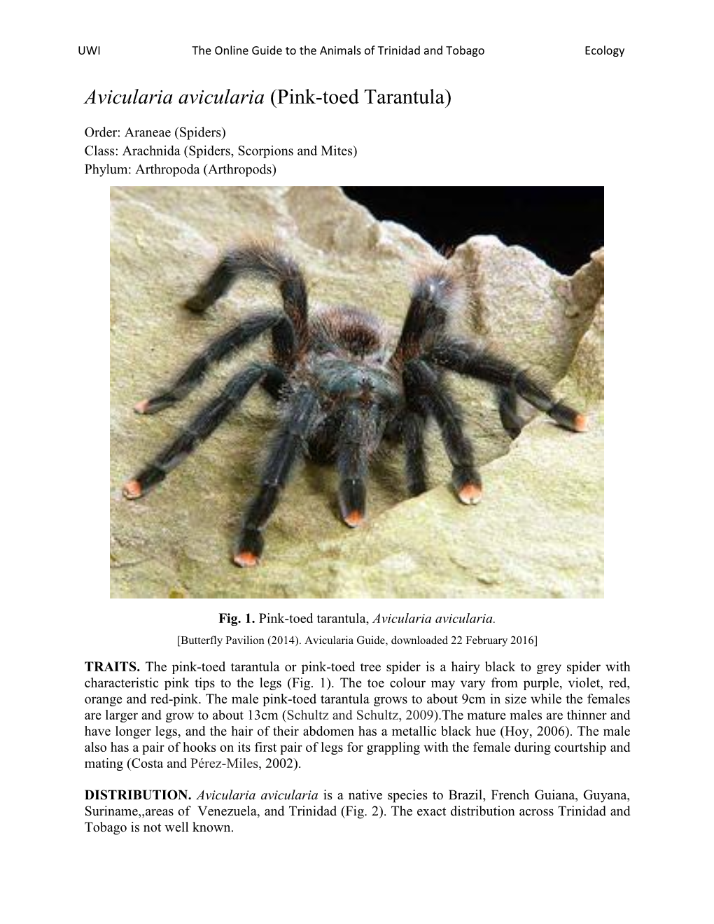 Avicularia Avicularia (Pink-Toed Tarantula)