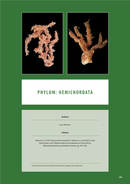 Phylum: Hemichordata