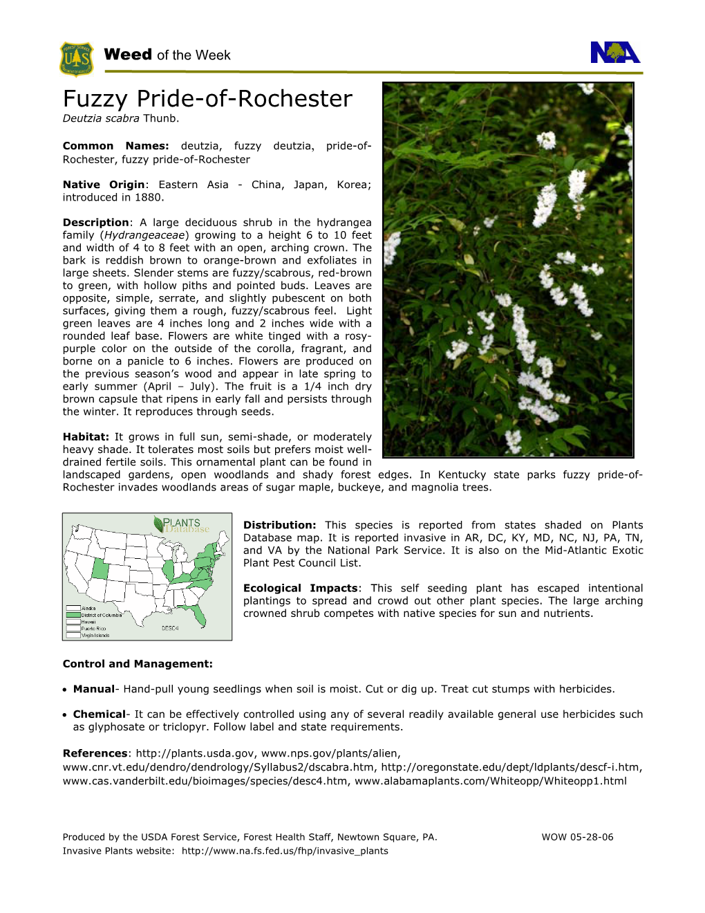 Fuzzy Pride-Of-Rochester Deutzia Scabra Thunb