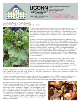 Now Is the Time to Plant Rhubarb by Susan Pelton, Uconn Home & Garden Education Center