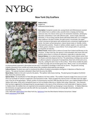 Hedera Helix Information Guide