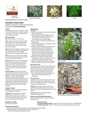 Scentless Chamomile (PDF)