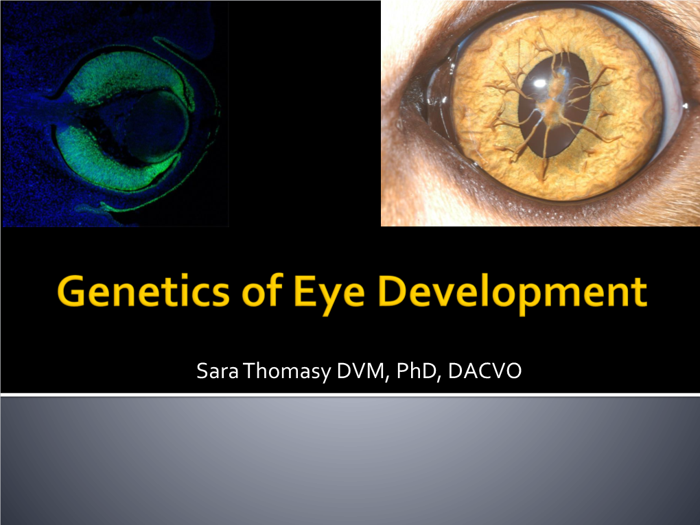 I. Eye Development
