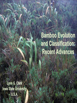 Bamboo Evolution and Classification: Recent Advances