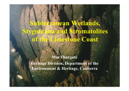 Subterranean Wetlands, Stygofauna and Stromatolites of the Limestone Coast