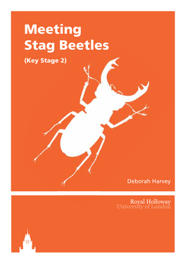 Meeting Stag Beetles (Key Stage 2)