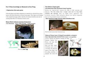 House Shrew (Suncus Murinus (Linnaeus) Class:Mammalia Order: INSECTIVORA Family:Soricidae