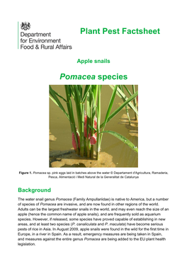 Pomacea Species Plant Pest Factsheet