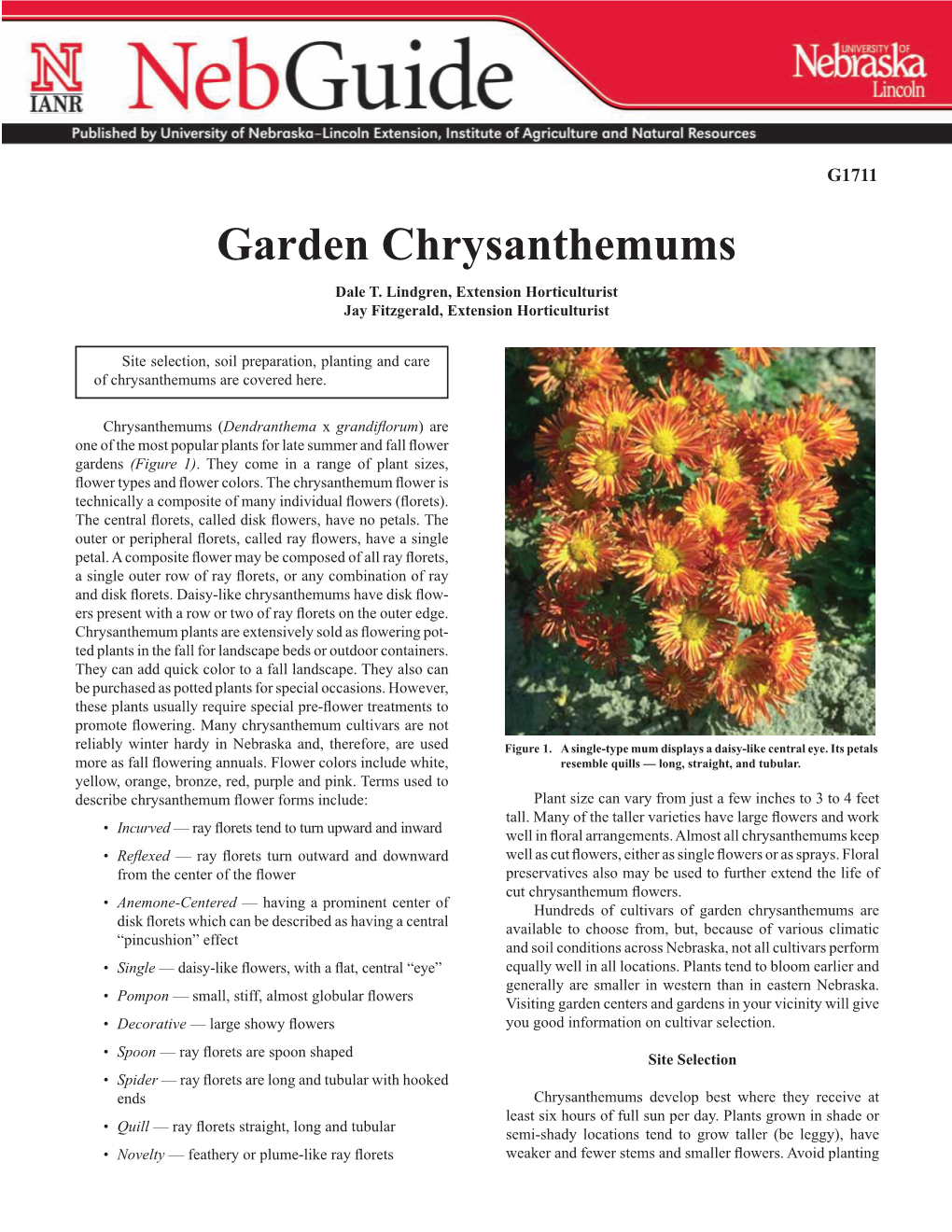 Garden Chrysanthemums Dale T