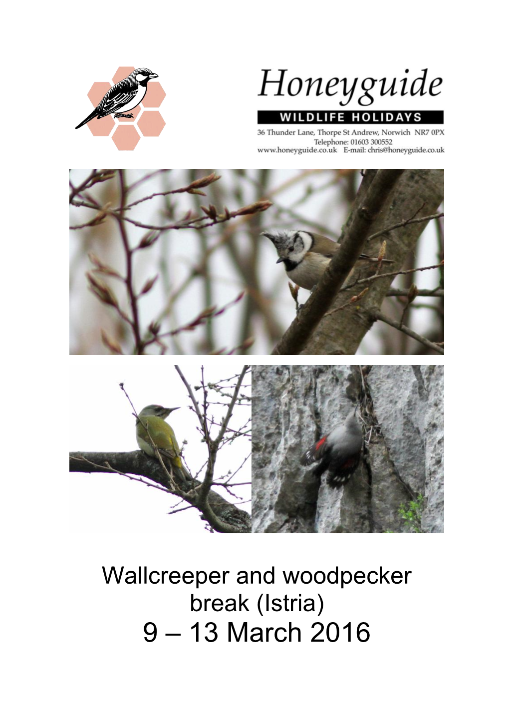 Wallcreeper Break