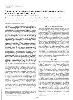 Titanospirillum Velox: a Huge, Speedy, Sulfur-Storing Spirillum from Ebro Delta Microbial Mats (Adrianus Pijper͞bacterial Motility͞polar Organelle͞sulfur Globules)