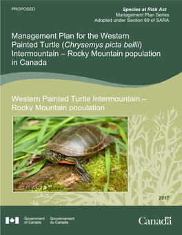 Western Painted Turtle (Chrysemys Picta Bellii) Intermountain – Rocky Mountain Population in Canada