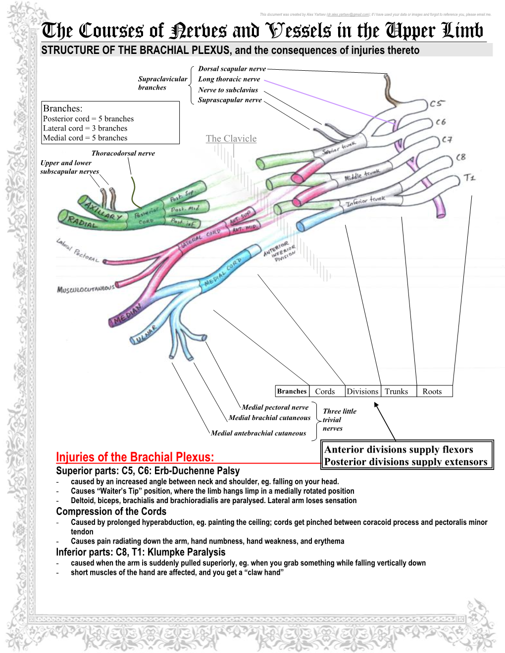 The Courses Of Nerves And Vessels In The Upper Limb Structure Of The 