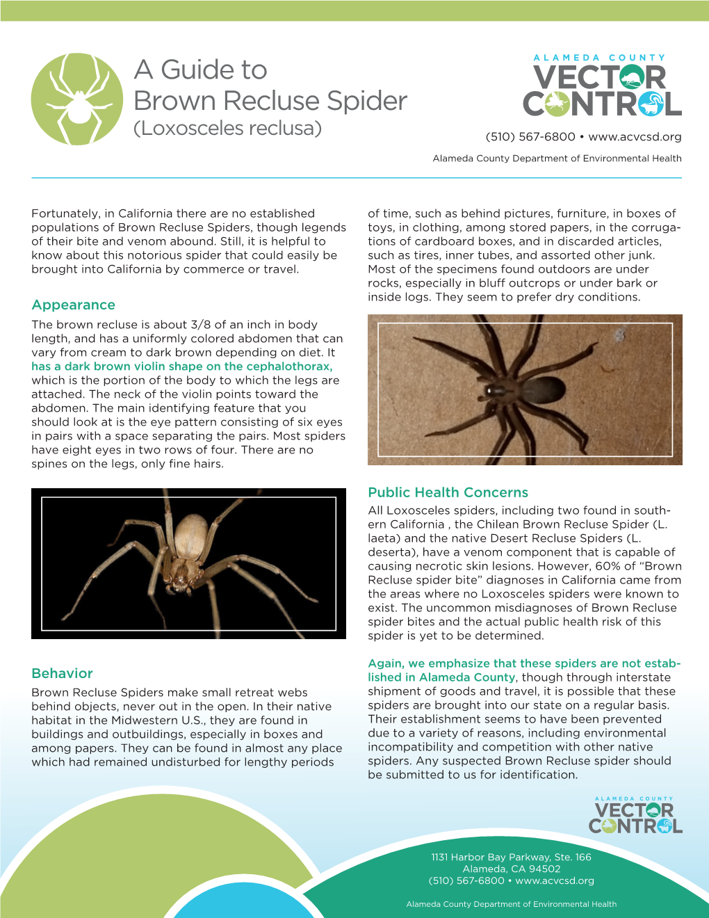 brown-recluse-pest-management-tips-for-the-spider-that-s-not-as-common