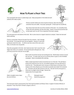 How to Plant a Breadfruit Tree