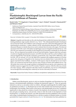 Planktotrophic Brachiopod Larvae from the Pacific and Caribbean Of