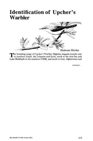 Identification of Upcher's Warbler