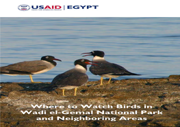 Where to Watch Birds in Wadi El-Gemal National Park and Neighboring Areas