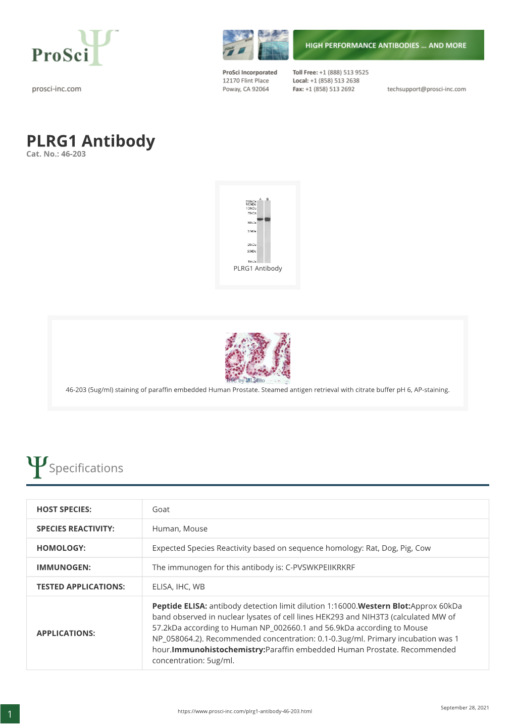 PLRG1 Antibody Cat