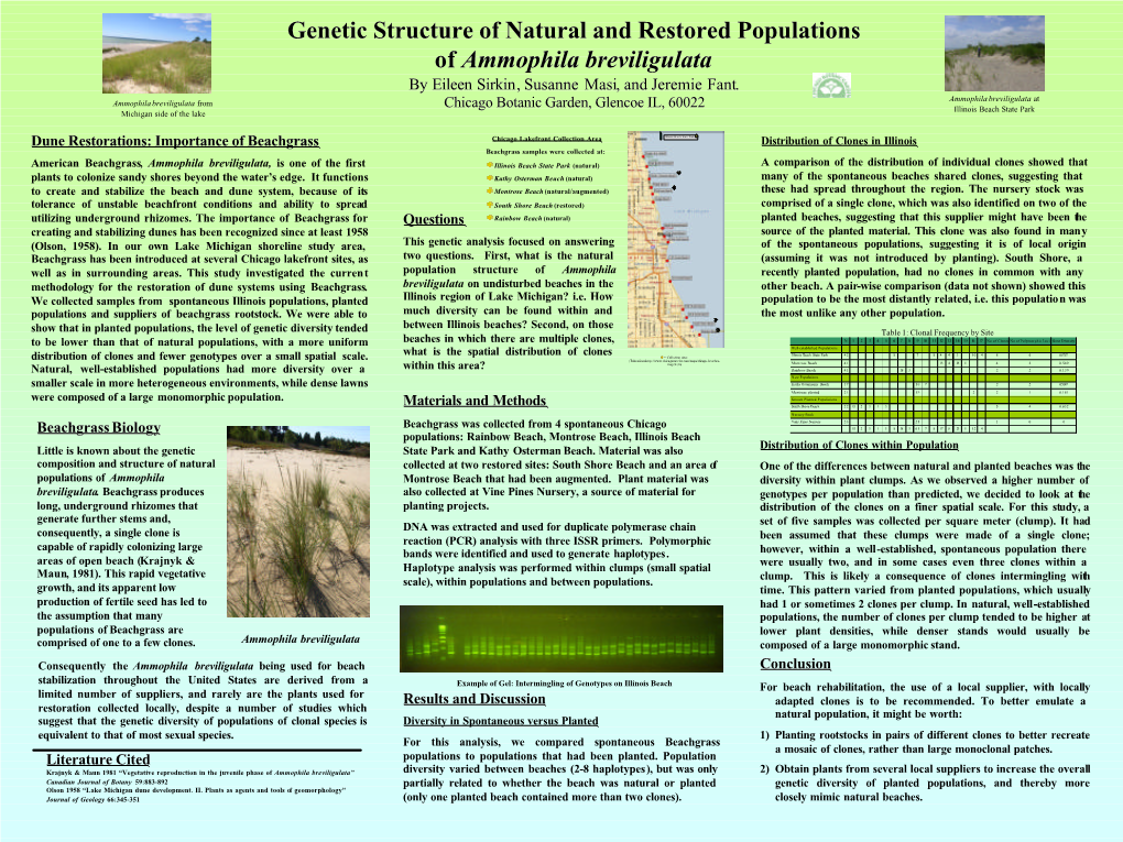 Ammophila Poster