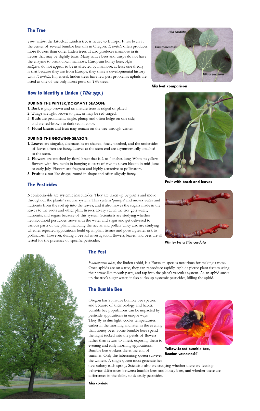 The Tree How to Identify a Linden (Tilia Spp.) the Pesticides the Pest