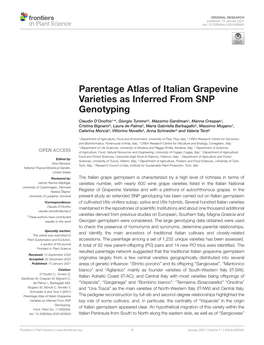 Parentage Atlas of Italian Grapevine Varieties As Inferred from SNP Genotyping