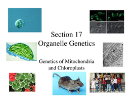 Section 17 Organelle Genetics