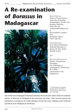 A Re-Examination of Borassus in Madagascar