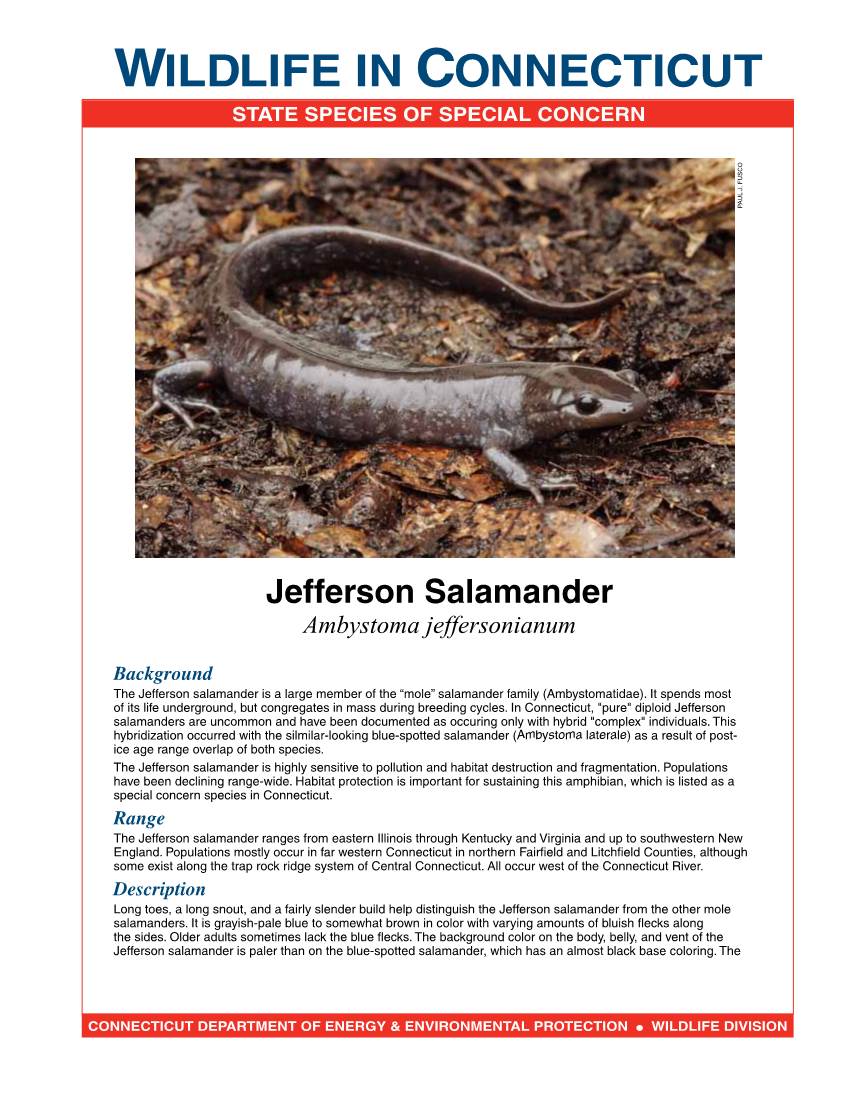 Jefferson Salamander Fact Sheet