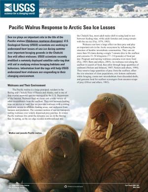 Pacific Walrus Response to Arctic Sea Ice Losses