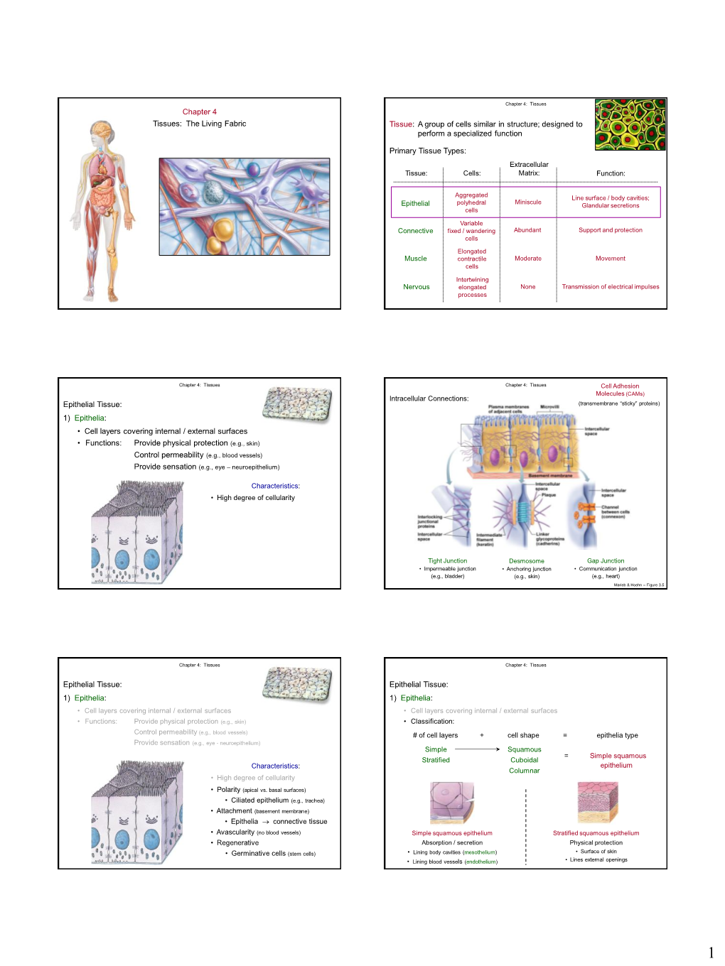 Chapter 4: Tissues Chapter 4 Tissues: The Living Fabric Tissue: A Group ...