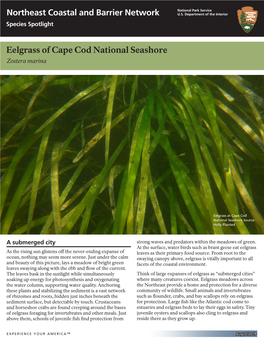 Eelgrass of Cape Cod National Seashore: Zostera Marina
