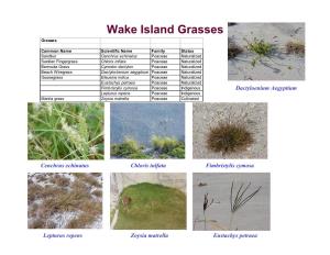 Wake Island Grasses Gra Sse S