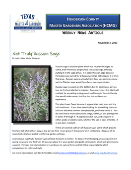 Not Truly Russian Sage by Lydia Holley, Master Gardener