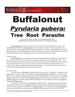 Pyrularia Pubera: Tree Root Parasite by Dr