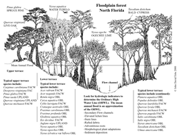 Floodplain Forest SPRUCE PINE WATER TUPELO North Florida Taxodium Distichum BALD CYPRESS