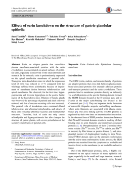 Effects of Ezrin Knockdown on the Structure of Gastric Glandular Epithelia