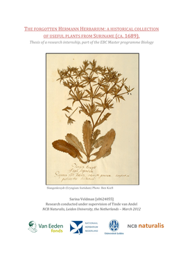 The Forgotten Hermann Herbarium: a Historical Collection of Useful Plants from Suriname (Ca