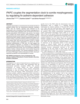 PAPC Couples the Segmentation Clock to Somite Morphogenesis by Regulating N-Cadherin-Dependent Adhesion
