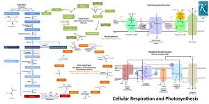 Glycolysis Citric Acid Cycle Oxidative Phosphorylation Calvin Cycle Light