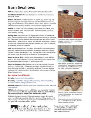 Barn Swallows AKA: Mud Swallows