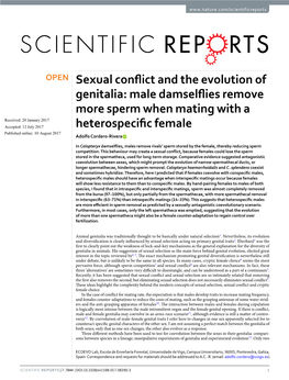 Sexual Conflict and the Evolution of Genitalia