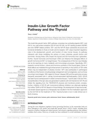 Insulin-Like Growth Factor Pathway and the Thyroid