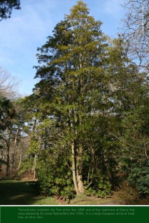 Trochodendron Aralioides, the Tree of the Year 2009, One of Four Specimens at Exbury That Were Planted by Sir Lionel Rothschild in the 1930S