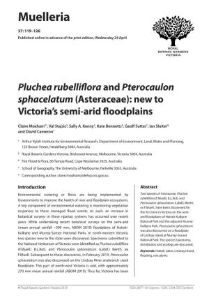 Pluchea Rubelliﬂora and Pterocaulon Sphacelatum