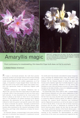 Amaryllis Magic with Yellowish Throat Flowering at Kirstenbosch