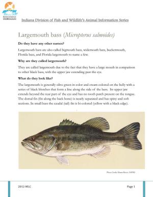 Largemouth Bass (Micropterus Salmoides)