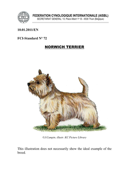 Norwich Terrier