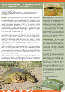 MESOPOTAMIAN SOFT SHELL TURTLE (Rafetus Euphraticus), the STRANGEST TURTLE of the MIDDLE EAST